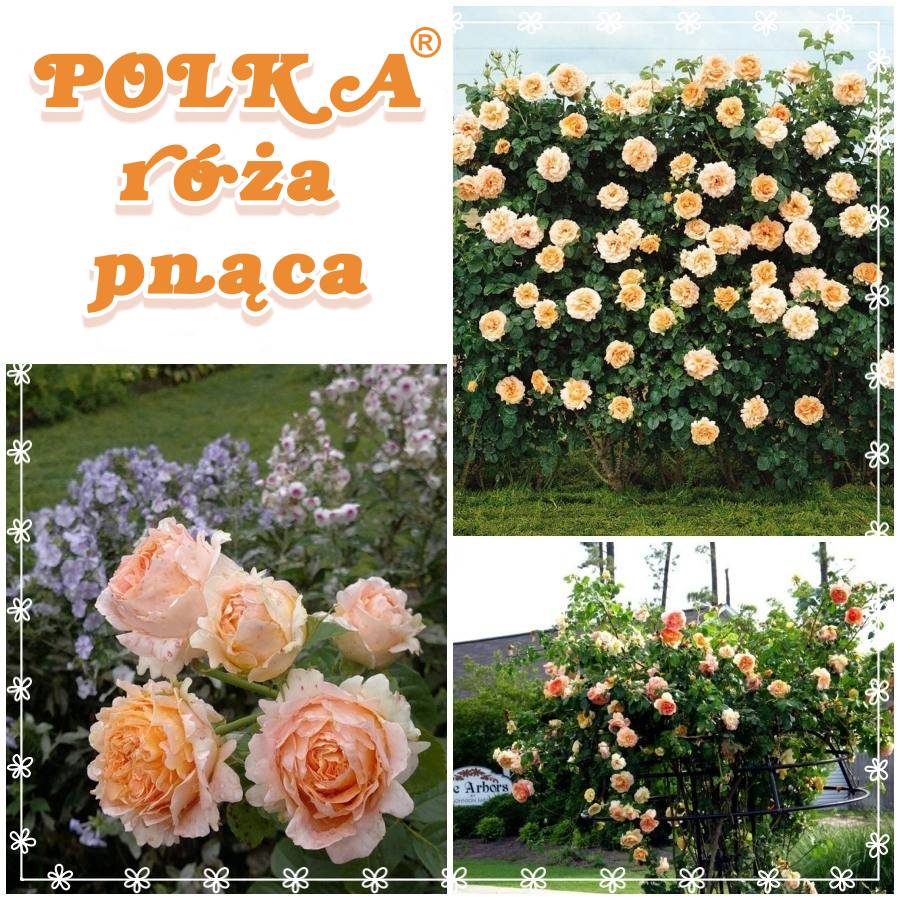 Polka róża pnąca